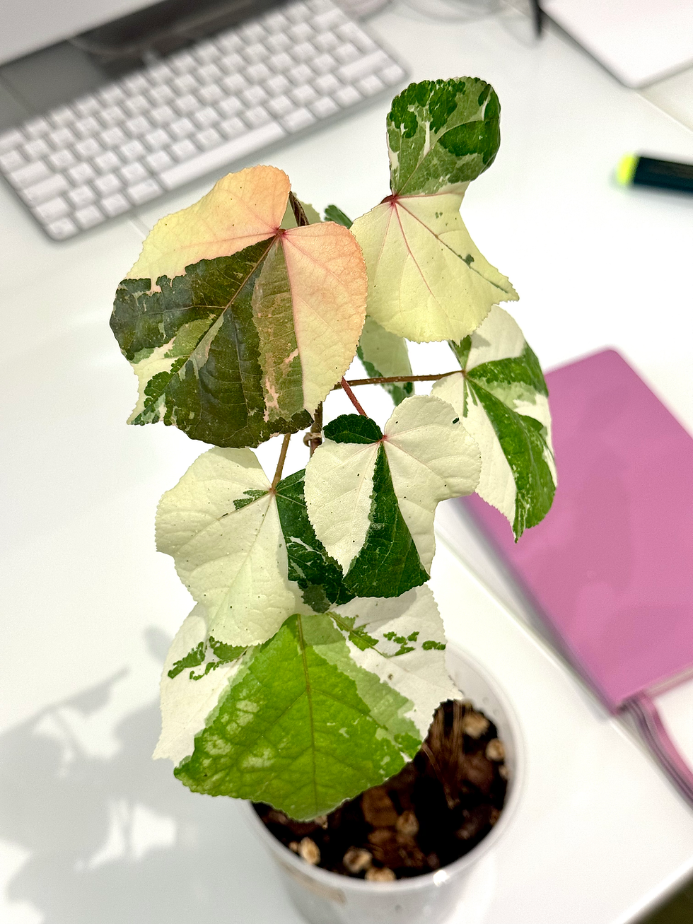 Miniaturbild: Hibiscus Tiliaceus Variegata