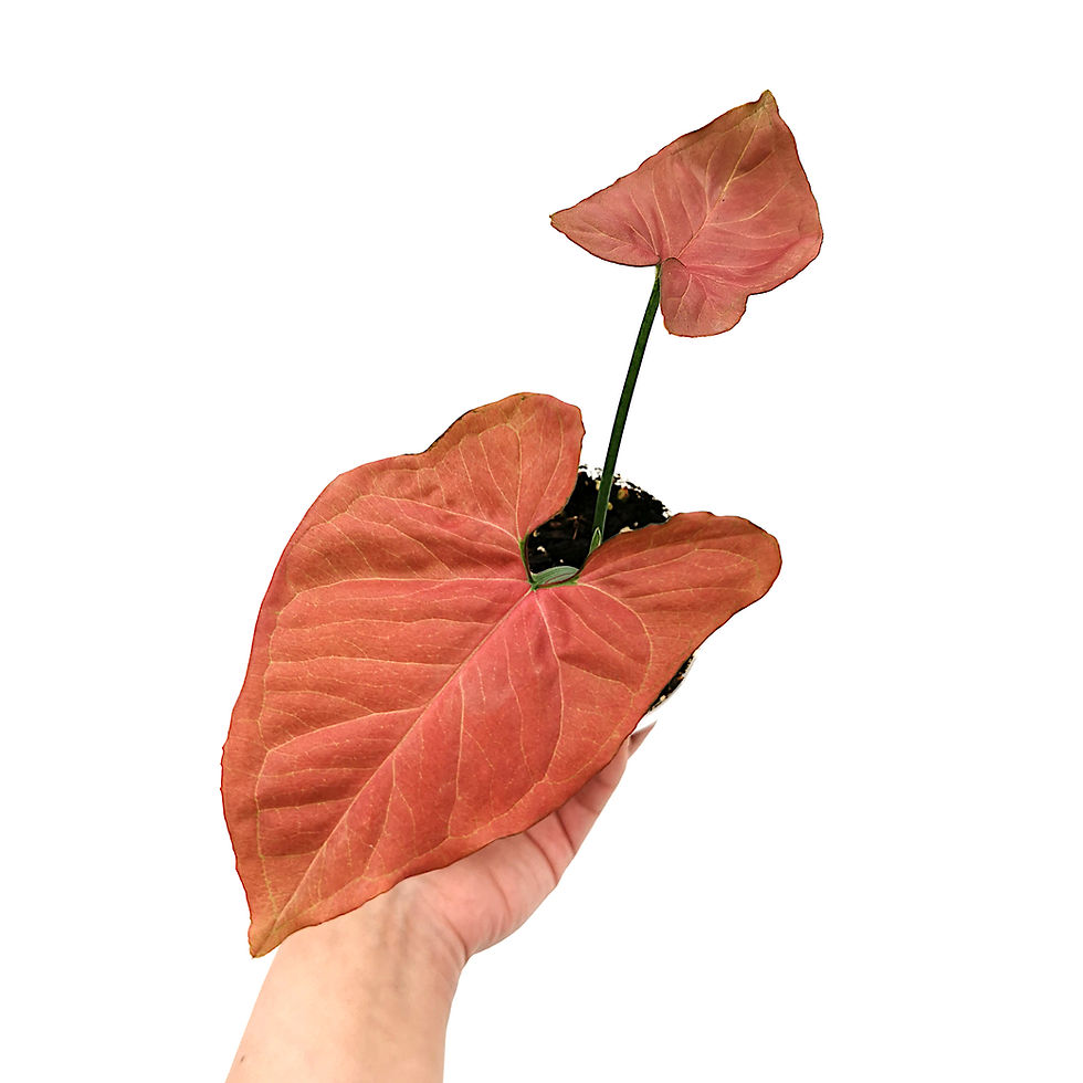 Thumbnail: Syngonium Orm Nak / Aom Nak