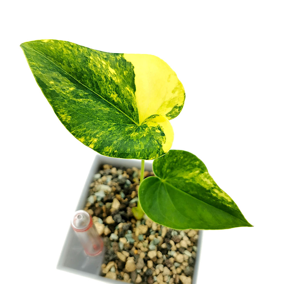 Thumbnail: Anthurium Brownii Variegata