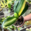 Thumbnail: Clivia Miniata Variegata (Orange-Red Flowers)
