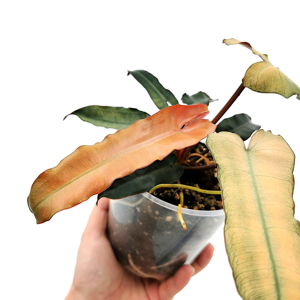 Thumbnail: Philodendron Billietiae Hybrid Mint-Grey-Blue