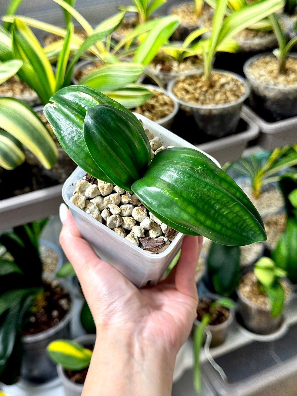 Miniaturbild: Clivia Miniata ‘Hengque’ (Horizontal Sparrow) | Zwergform
