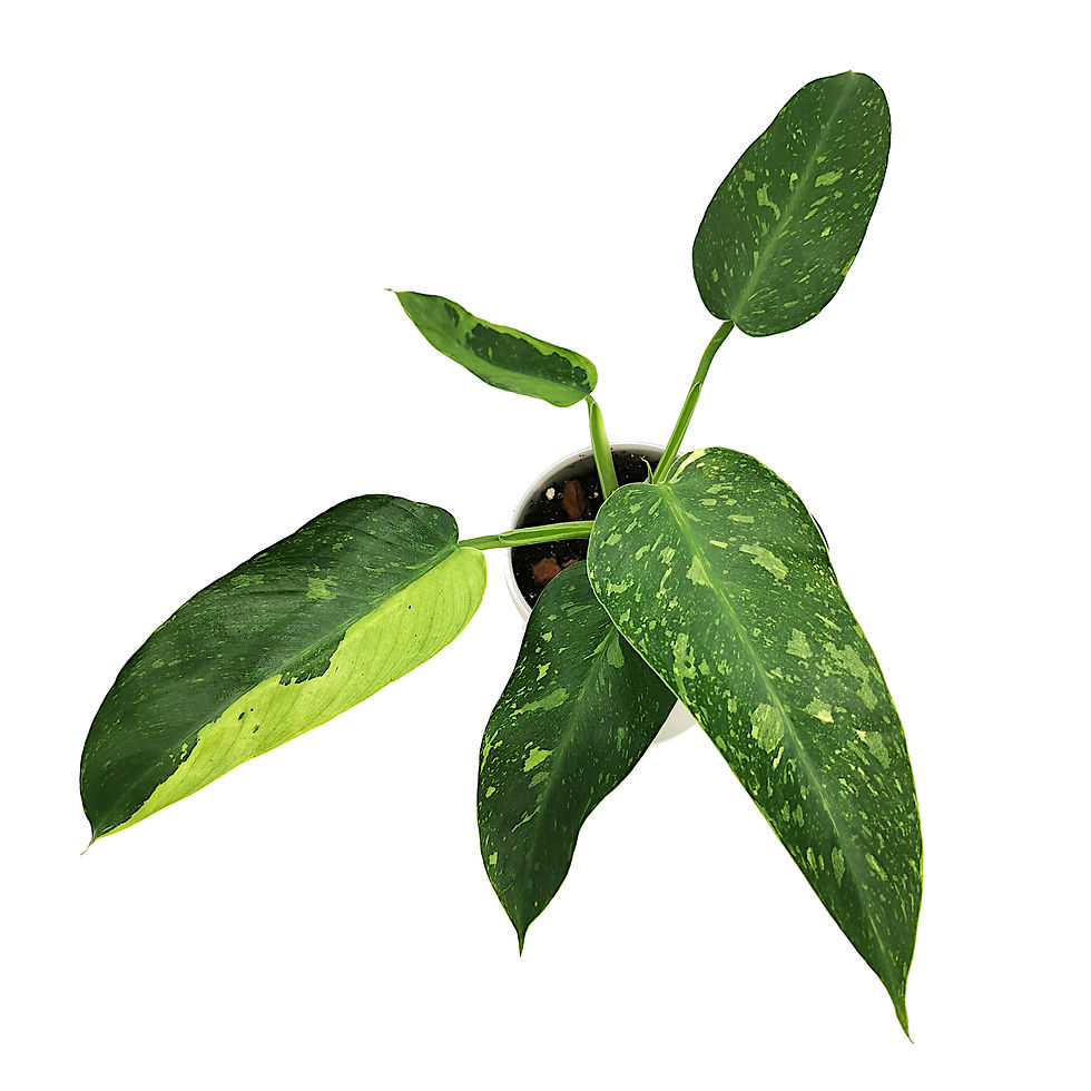 Miniaturbild: Philodendron Jose Buono