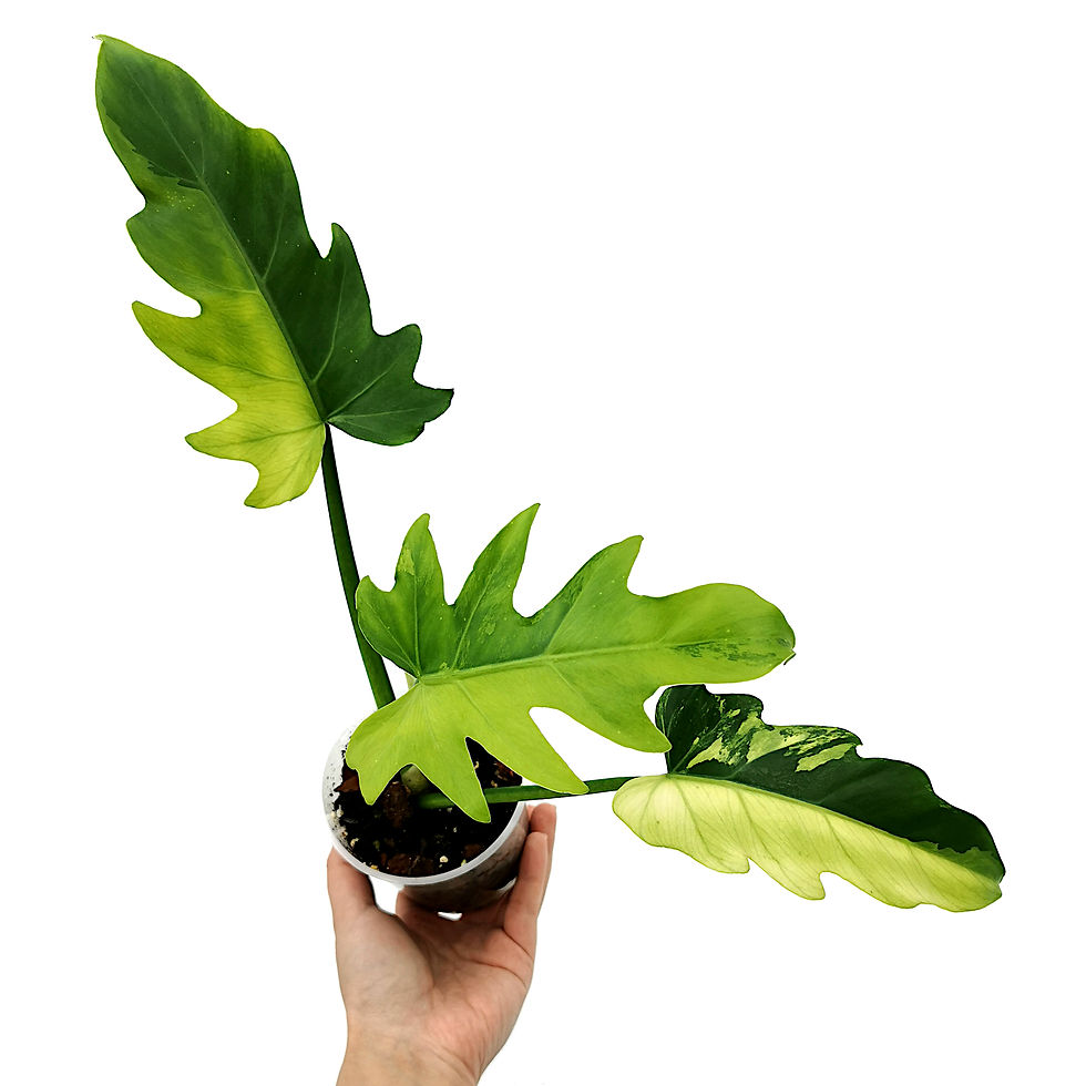 Miniaturbild: Philodendron Radiatum Variegata
