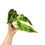 Miniaturbild: Anthurium Crystallinum Variegata