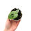 Thumbnail: Amydrium Medium Silver (Young Plant)