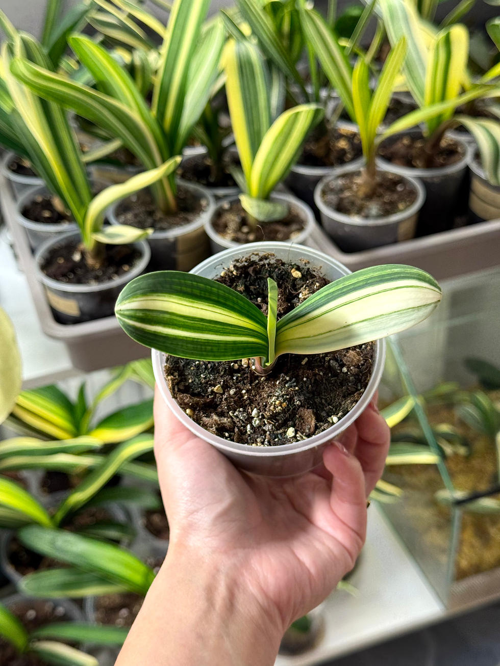 Thumbnail: Clivia Miniata Variegata (Orange-Red Flowers)