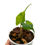 Miniaturbild: Alocasia Stingray Aurea Variegata