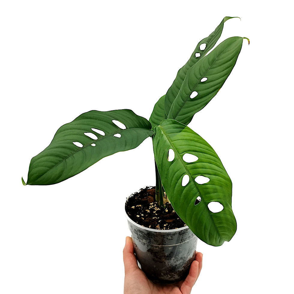 Miniaturbild: Rhaphidophora Megasperma (L)