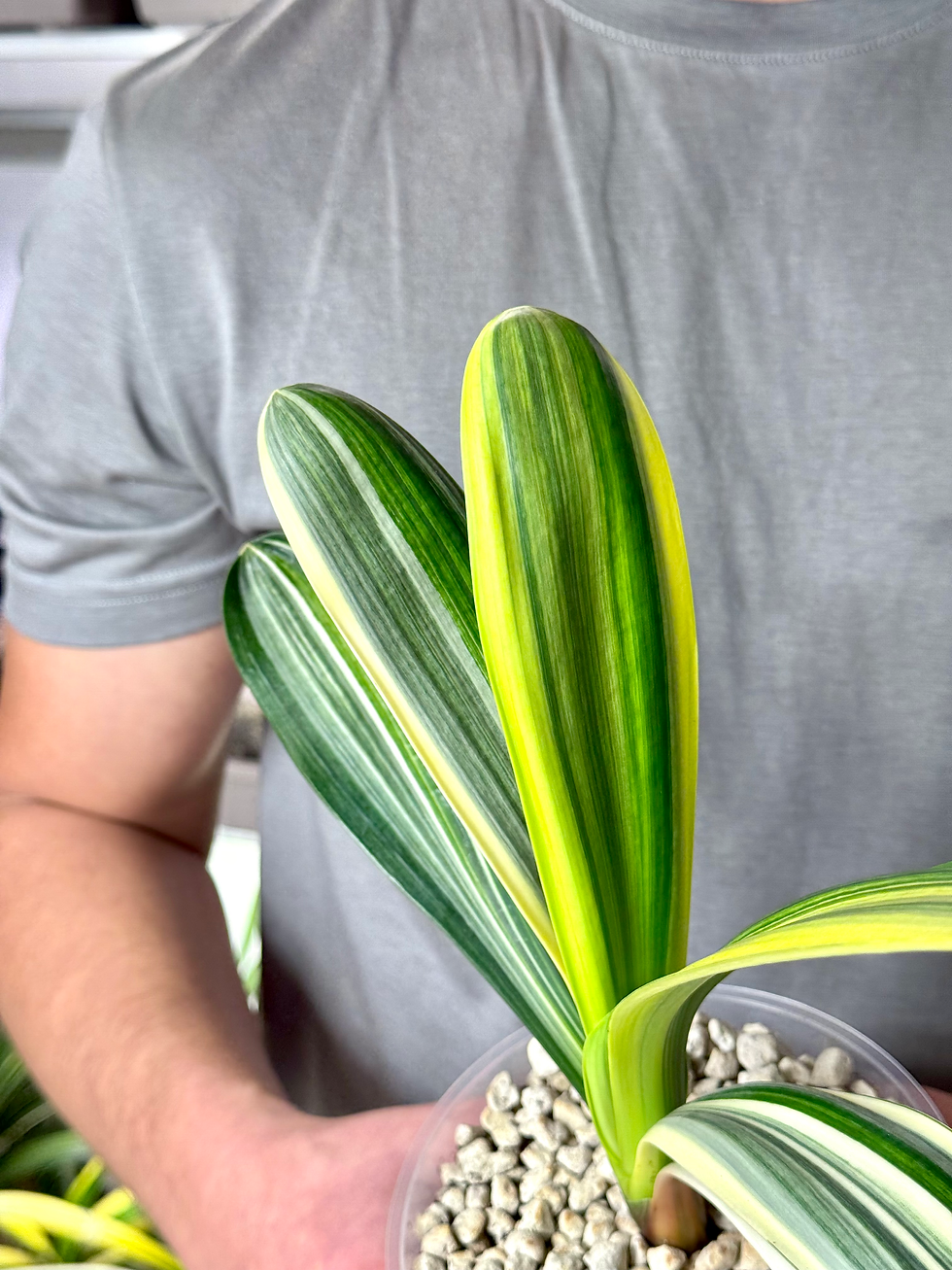 Thumbnail: Clivia Miniata Variegata (Orange-Red Flowers)