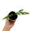 Thumbnail: Monstera Obliqua Peru / Peruvian (Young Plant)