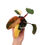 Thumbnail: Philodendron Strawberry Shake