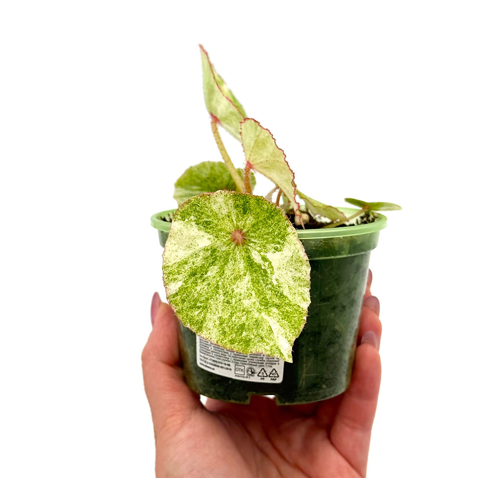 Thumbnail: Begonia Rouge Variegata