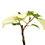 Miniaturbild: Hibiscus Tiliaceus Variegata