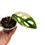 Miniaturbild: Monstera Adansonii Aurea Variegata bewurzelter Ableger Stammsteckling