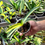 Thumbnail: Clivia Nobilis Variegata x Clivia Miniata Variegata