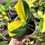 Thumbnail: Phalaenopsis Variegata | Variegated Moth Orchid | Yellow-Variegated Leaves