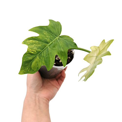 mini succulent plants Shop Succulents Premium Live Mini Cactus and Succulent Plants in 2