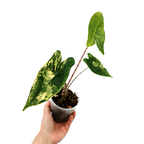 Alocasia Zebrina Variegata | Kern Plants