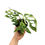Miniaturbild: Monstera Adansonii Indonesian Marble