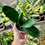 Miniaturbild: Clivia Miniata ‘Pock-faced Painter’