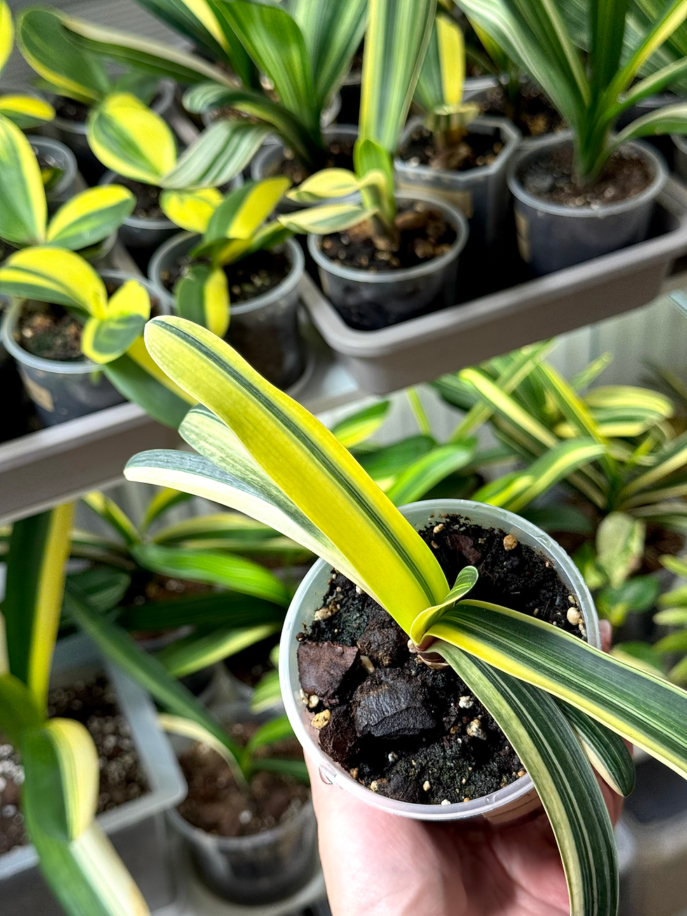 Miniaturbild: Clivia Nobilis Variegata x Clivia Miniata Variegata