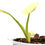 Miniaturbild: Philodendron Radiatum Variegata (Jungpflanze)