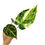 Miniaturbild: Anthurium Crystallinum Variegata