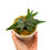 Miniaturbild: Hirschhornfarn Platycerium Willinckii Bacteria Sporeling