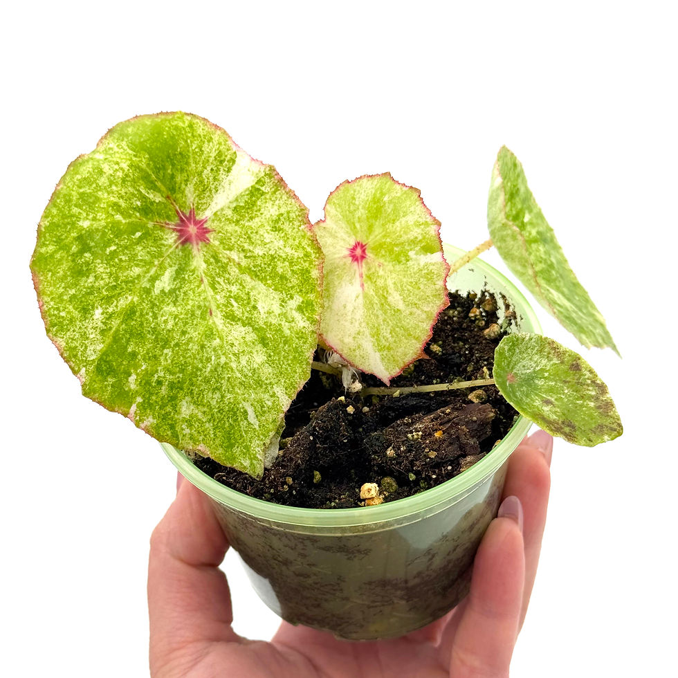 レア　ベゴニア　ルージュ　Variegated Begonia Rouge大苗② Begonia Rouge Variegated for Sale – Begin With Plants