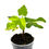 Miniaturbild: Ficus Carica Jolly Tiger Variegata / Feigenbaum