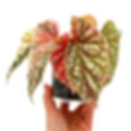Miniaturbild: Begonia Snow Capped / Snowcap Variegata