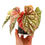 Thumbnail: Begonia Snow Capped / Snowcap Variegata