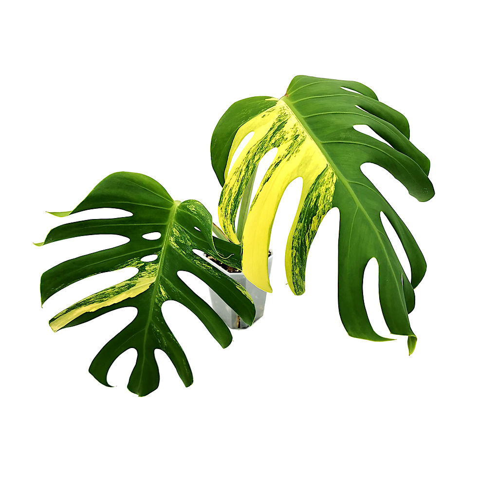 Miniaturbild: Monstera Aurea Variegata