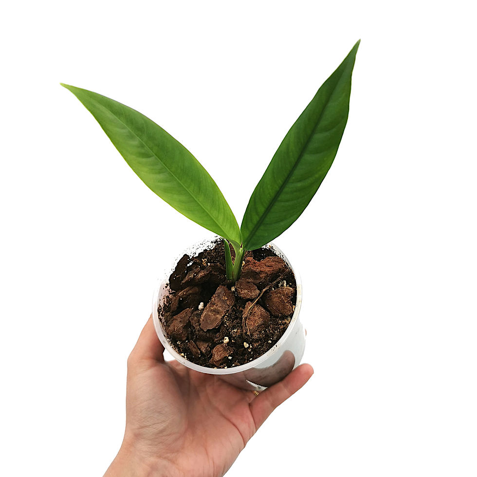 Rhaphidophora Megasperma (Young Plant)