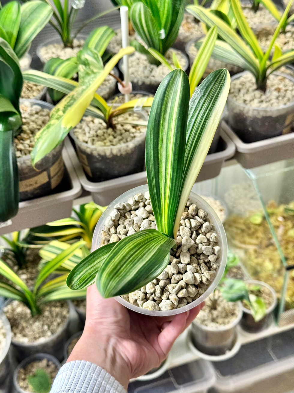 Miniaturbild: Clivia Miniata 'Victory' Variegata