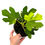 Miniaturbild: Ficus Carica Jolly Tiger Variegata / Feigenbaum
