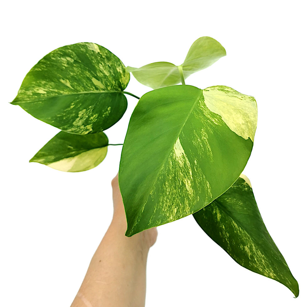 Miniaturbild: Monstera Aurea Variegata