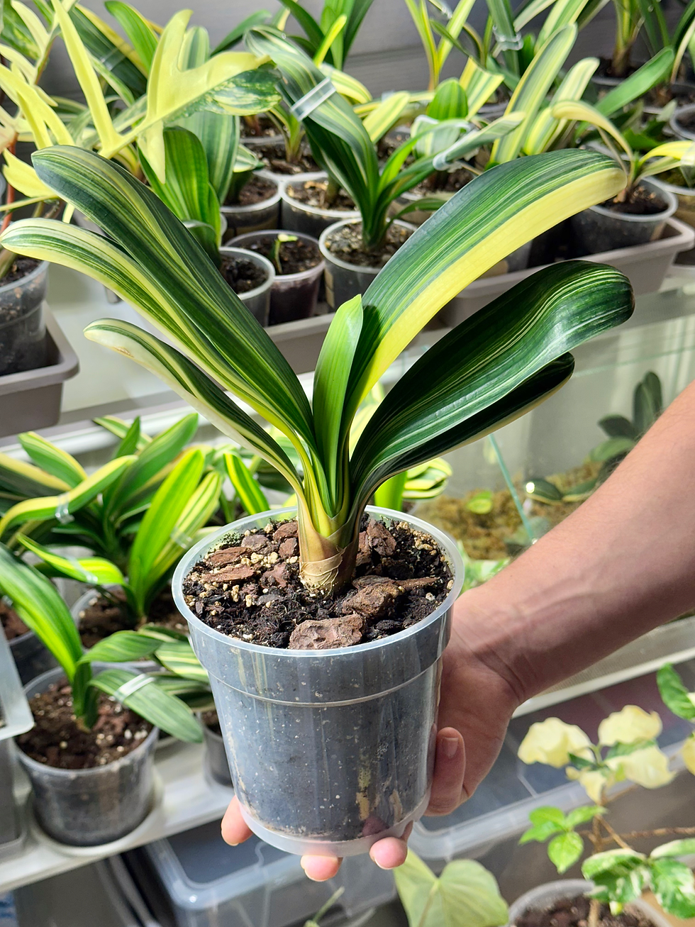 Miniaturbild: Clivia Miniata Variegata (Orangerote Blüten)