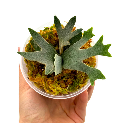 P.willinckii bacteria sporeling バクテリア