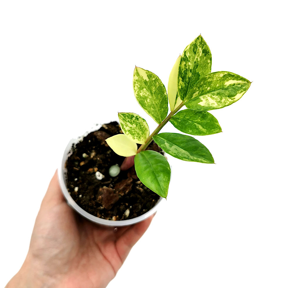 Zamioculcas Zamiifolia Variegata / Variegated ZZ