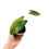 Thumbnail: Alocasia Zebrina Variegata (Young Plant)