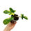 Miniaturbild: Philodendron Florida Beauty Variegata