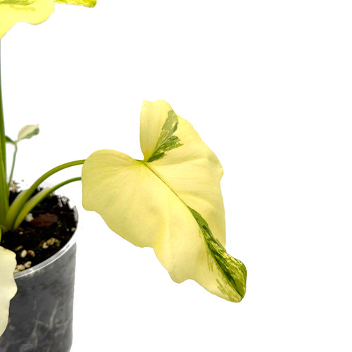Philodendron Selloum Variegata | Kern Plants