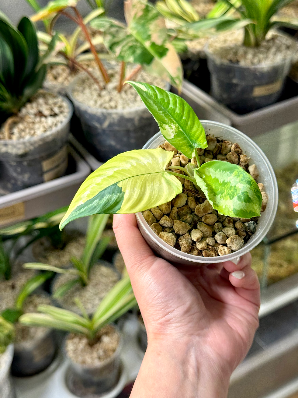 Miniaturbild: Schismatoglottis Wallichii Variegata | Jungpflanze
