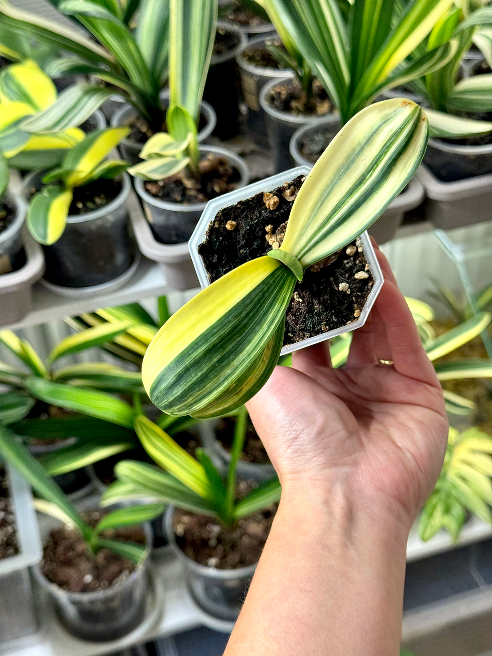 Miniaturbild: Clivia Miniata Variegata (Orangerote Blüten)