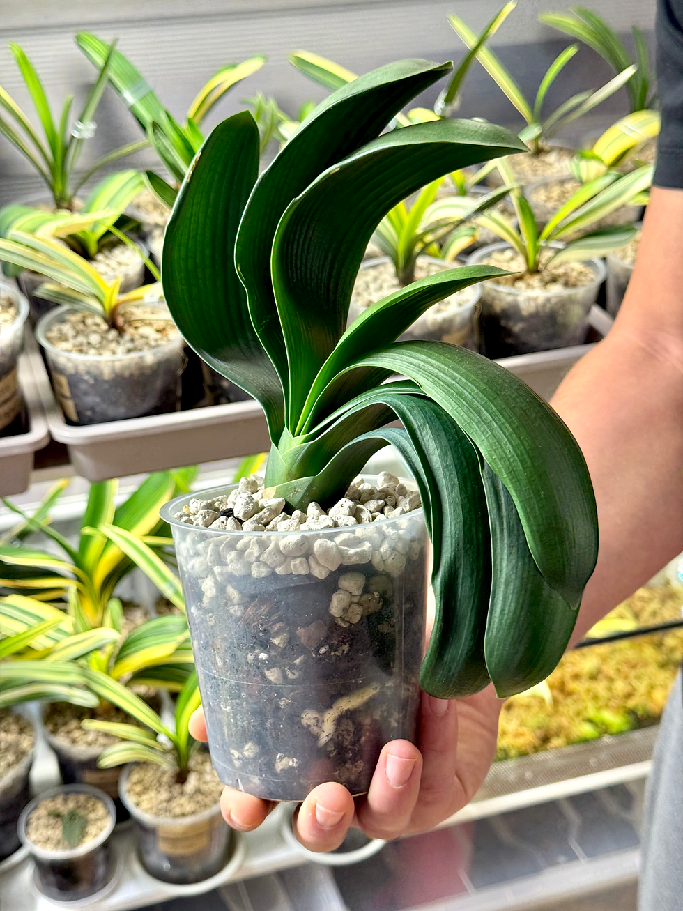 Miniaturbild: Clivia 'Octopus' | 'Taiji'