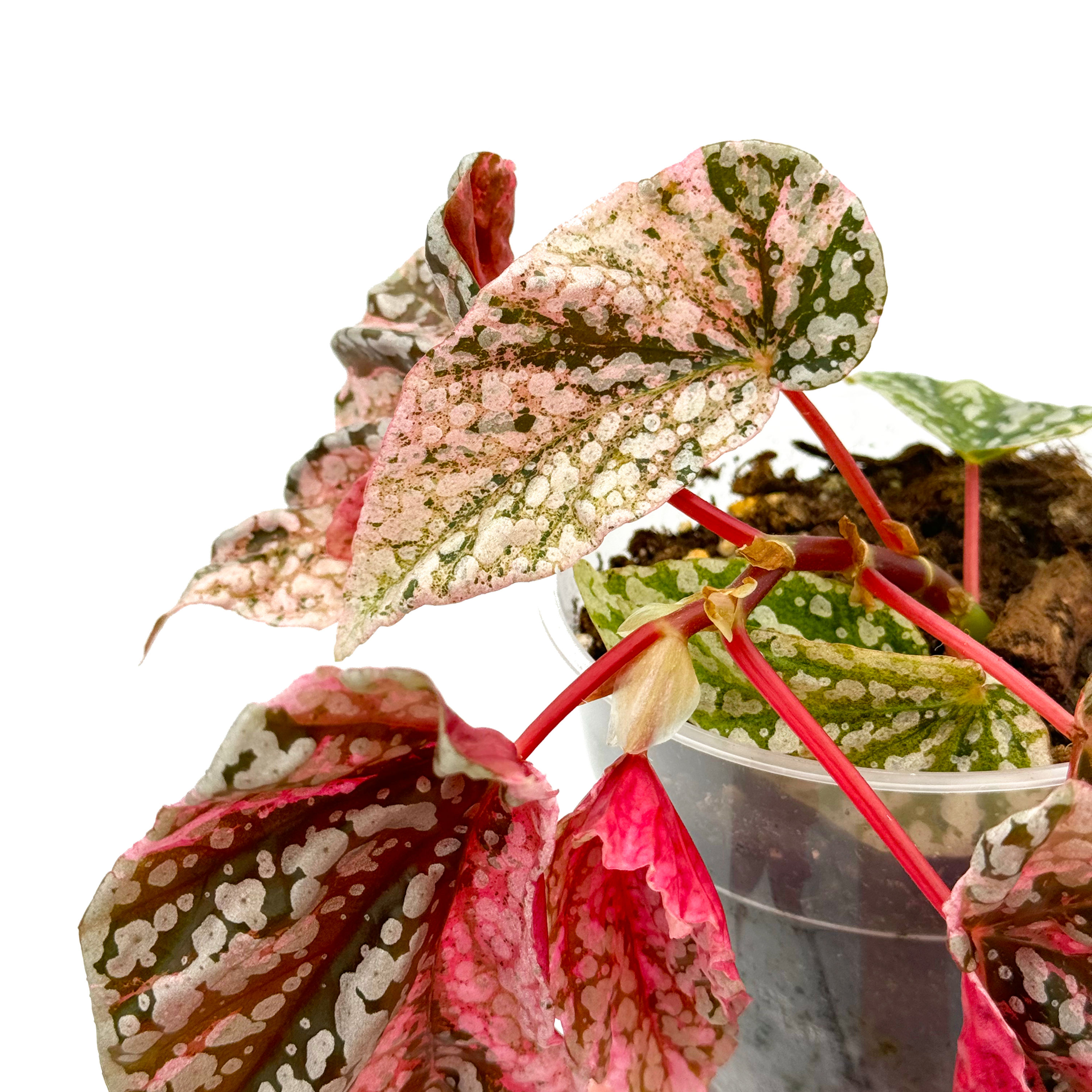 Begonia Snow Capped / Snowcap Variegata | Kern Plants
