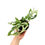 Miniaturbild: Monstera Adansonii Indonesian Marble