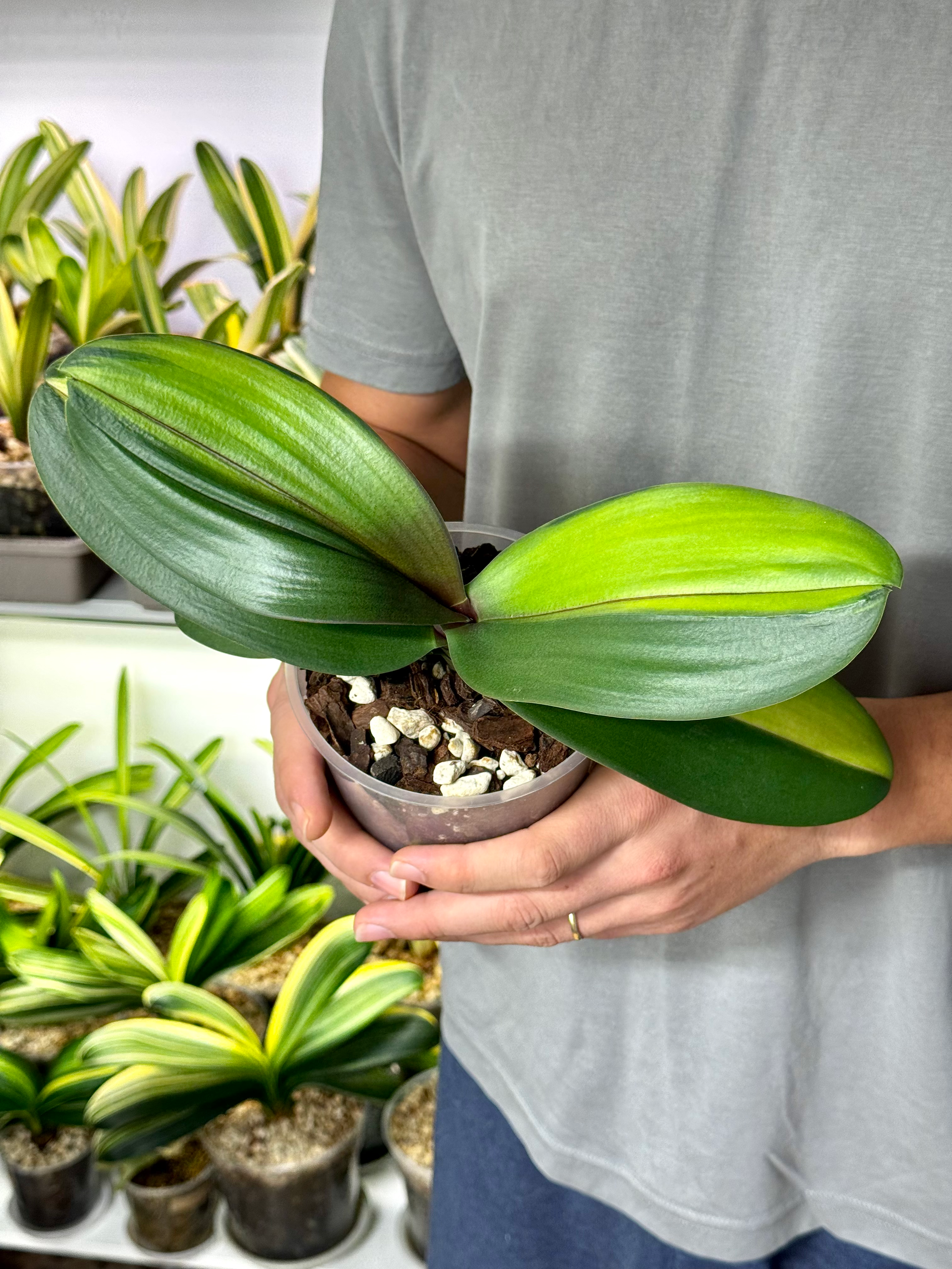 Phalaenopsis Variegata | Variegated Moth Orchid
